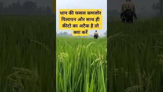 Baliya nikalte samay kya Karen Dhaan ka pilapan  Dhaan ki sundi agriculture dhankheti npk [upl. by Evannia974]