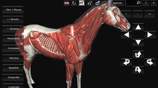 Equine Anatomy 3D software  Android Version [upl. by Htrow]