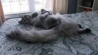 ENORMOUS Maine Coon Cat Sean Coonery Talking [upl. by Kerns]