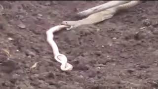 Bizarre moment a cobra regurgitates another poisonous snake [upl. by Kinata604]