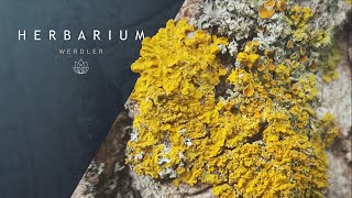 Xanthoria parietina  Common orange lichen [upl. by Edison306]