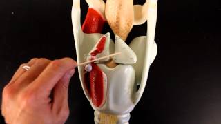 RESPIRATORY SYSTEM ANATOMY Larynx model [upl. by Nonnaihr947]