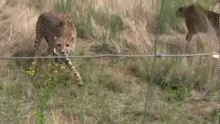 wild cheetahs agonistic sounds growling moaning hissing spitting [upl. by Ahtebbat]