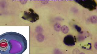 KUPFFER CELLS IN LIVER part 2 [upl. by Trinette]