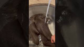 How to Wash Braiding Hair for Protective Styles ACV Rinse for Synthetic Hair shorts [upl. by Ocinom]