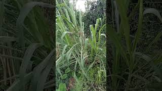 Sprouting sugarcane suckers and arrowroot plant [upl. by Lytsyrk]