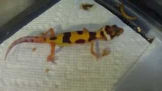 Screaming 1 pissed off baby Leopard Gecko [upl. by Ilaw]