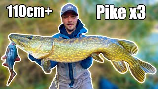 DREAM FISHING Our BEST Pike Fishing in Small River from Shore  Team Galant [upl. by Durrace]