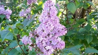 The Easiest Way To Start Lilacs [upl. by Stine]