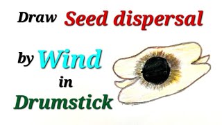 Seed dispersal by wind in drumstick drawingdraw Draw seed dispersal by windवायु द्वारा बीज बिखराव [upl. by Okiram]