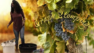 Grape Stomping  Fall fun [upl. by Earley]