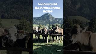 Viehscheid Bad Hindelang im September 2024 [upl. by Adidnere]