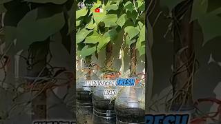 Education Grow Your Own Beans at Home with Simple Steps🌟🌿 Part 01 🌍 shorts short unique [upl. by Halden]