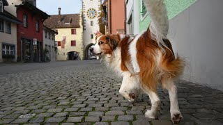 Flauschige Pfoten auf Kopfsteinpflaster  Riley entdeckt eine mittelalterliche Altstadt [upl. by Carrick490]