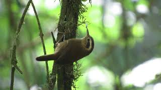 Troglodytes solstitialis auricularis Cabanis 1883  Mountain Wren [upl. by Attenauq]