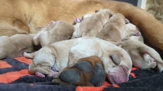 Puppies in 4K  Yellow Lab Puppies Whimpers Day 2 [upl. by Girardi]