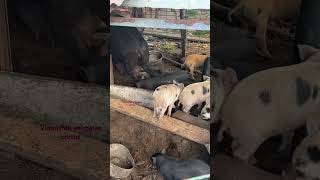 Cerdos chillandos Pigs 🐖 squealing [upl. by Nalym442]