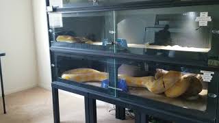 Warning Live Feeding Reticulated Pythons [upl. by Nilyram]