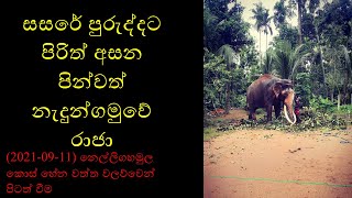 නැදුන්ගමුවේ ඇත් රජුනි ඔබට නිවන් සුව ලැබේවා [upl. by Rialcnis684]