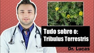 Tribulus Terrestris Funciona Causa queda de Cabelo  Dr Lucas Fustinoni [upl. by Lanita763]