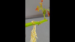 How to grow rose plant from cuttingsshortreelsvideoシgardenideagardeninggraftingplant [upl. by Tatman849]