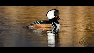 Hooded Merganser Ducks Male and Female on my pond in March TM [upl. by Ebonee]