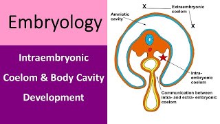 Intraembryonic Coelom and Body Cavity Development [upl. by Adias57]