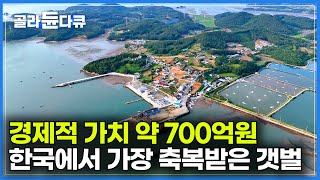 우리나라 갯벌 중 거의 유일하게 자연 상태가 보존된 갯벌｜어마어마한 가치를 지닌 가로림만에 찾아가보니｜멸종위기종 부터 풍족한 바다 생물까지 축복받은 갯벌 가로림만｜골라듄다큐 [upl. by Rednal]