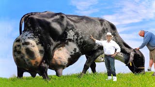 Nelore cow full documentary  Nelore Pintado Brazil  cow milking by hand  cow video [upl. by Wenoa]