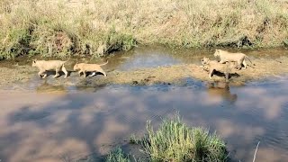 Kambula Lion Pride around river  Beautiful Viewing  1 October 2024 [upl. by Aurelius]