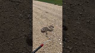 My first Kansas Rattlesnake [upl. by Arteid]