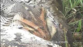 Python swallows a monkey whole [upl. by Honoria25]