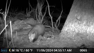 two different opossums at swamp peninsula 20241110 [upl. by Ahcsim327]