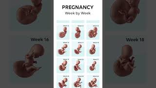 👶 Baby Growth from 0 to 9 months  Week by Week Baby Development  Pregnancy Tracker preganancy [upl. by Ettenot]