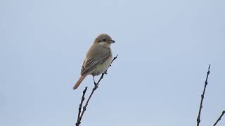 Daurische KlauwierDaurian Shrike NHDuinreservaat Heemskerk The Netherlands 30102024 [upl. by Earb]