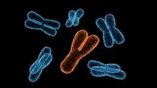 The evolution of the Y chromosome [upl. by Atived]