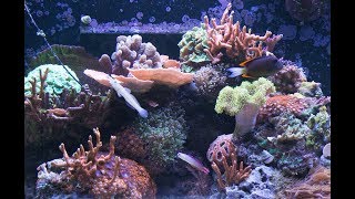 15 Months of Coral Growth in 30 seconds [upl. by Odnalor685]