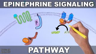 Epinephrine Signaling Pathway [upl. by Ahsik648]