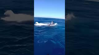 Epic Struggle at Sea Giant Whale Fish Finally Caught whale whalefacts ocean [upl. by Eiramaliehs484]