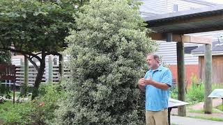 Variegated English holly Ilex aquifolium Argentea Marginata  Plant Identification [upl. by Neidhardt369]