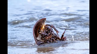 Horseshoe crab shows how to turn itself over if it gets flipped on its back [upl. by Aynekat]