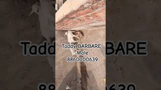 Taddy BARBARE male for sale 8860000639 ADGoatzone viralvideo ytshorts shorts taddybarbare [upl. by Lune791]