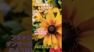 日本初登場！🌠ルドベキアフラメンコシリーズ！フラメンコダンサーのドレスのような花びらがとても素敵🎵ルドベキアフラメンコ矢祭園芸 [upl. by Anirbaz797]