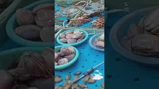 Sea food market hongkong shortvideo [upl. by Chemaram]