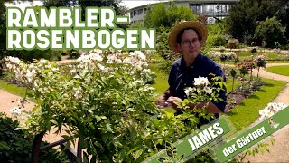 Einmal blühende Ramblerrosen richtig schneiden  James der Gärtner [upl. by Anitac]