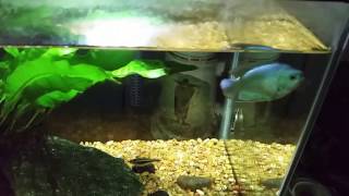 Dwarf Gouramis A Few Thoughts On My experience With Them [upl. by Kristoffer934]