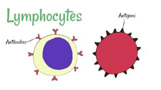 Cell Defence Lymphocytes and Phagocytes [upl. by Merideth]