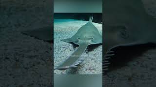 Sawfish  The Oddest Fish In The World [upl. by Rani]