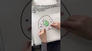 The cell cycle amp mitosis 6 mark question GCSE Biology [upl. by Ytsirk]