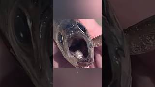 Cymothoa exigua shorts facts trending [upl. by Leitman]